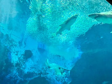 マリンワールド海の中道に投稿された画像（2022/11/20）