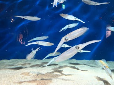 マリンワールド海の中道に投稿された画像（2022/11/20）