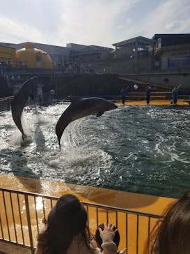 越前松島水族館に投稿された画像（2022/11/20）