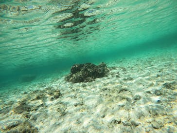 沖縄マリンサービス碧に投稿された画像（2022/11/20）