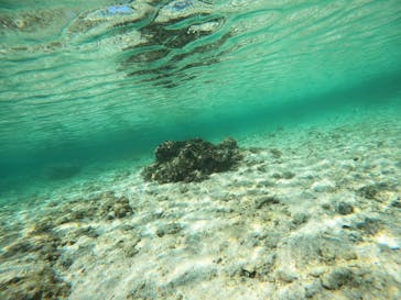 沖縄マリンサービス碧に投稿された画像（2022/11/20）