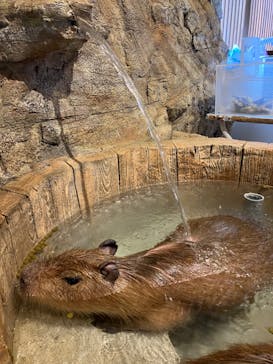 おさるランド＆アニタウン　日光さる軍団劇場に投稿された画像（2022/11/20）