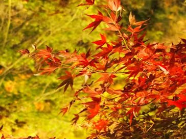 国営昭和記念公園 秋の夜散歩に投稿された画像（2022/11/20）