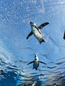 サンシャイン水族館に投稿された画像（2022/11/20）