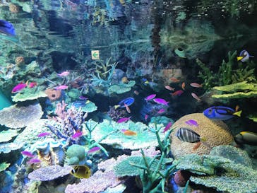 サンシャイン水族館に投稿された画像（2022/11/20）