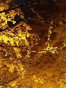 国営昭和記念公園 秋の夜散歩に投稿された画像（2022/11/20）