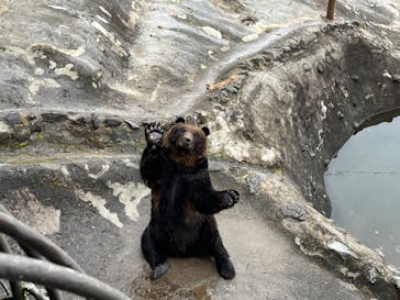 のぼりべつクマ牧場に投稿された画像（2022/11/20）