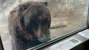 のぼりべつクマ牧場に投稿された画像（2022/11/20）