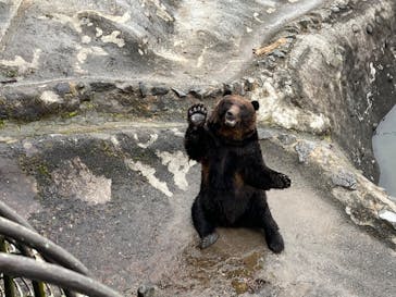 のぼりべつクマ牧場に投稿された画像（2022/11/20）