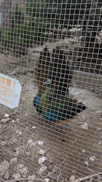 しろとり動物園に投稿された画像（2022/11/20）
