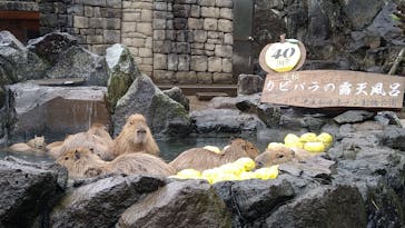 伊豆シャボテン動物公園に投稿された画像（2022/11/20）