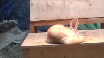 伊豆シャボテン動物公園に投稿された画像（2022/11/20）