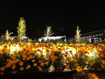 いばらきフラワーパークに投稿された画像（2022/11/20）