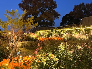 いばらきフラワーパークに投稿された画像（2022/11/20）