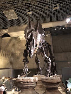 国立科学博物館に投稿された画像（2022/11/20）