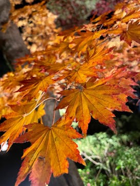 国営昭和記念公園 秋の夜散歩に投稿された画像（2022/11/20）