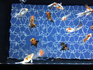 すみだ水族館に投稿された画像（2022/11/20）