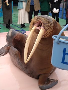 ゼロ距離水族館 伊勢シーパラダイスに投稿された画像（2022/11/20）