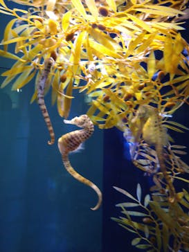 ゼロ距離水族館 伊勢シーパラダイスに投稿された画像（2022/11/20）