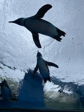 サンシャイン水族館に投稿された画像（2022/11/20）