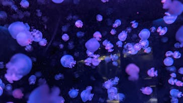 京都水族館に投稿された画像（2022/11/20）