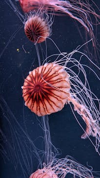 京都水族館に投稿された画像（2022/11/20）