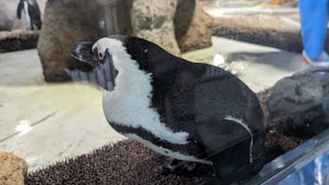京都水族館に投稿された画像（2022/11/20）