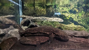 京都水族館に投稿された画像（2022/11/20）