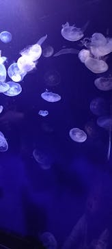 サンシャイン水族館に投稿された画像（2022/11/20）