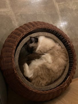 猫カフェモカ　新宿店に投稿された画像（2022/11/20）