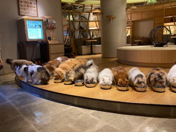 猫カフェモカ　新宿店に投稿された画像（2022/11/20）