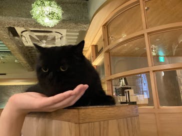 猫カフェモカ　新宿店に投稿された画像（2022/11/20）