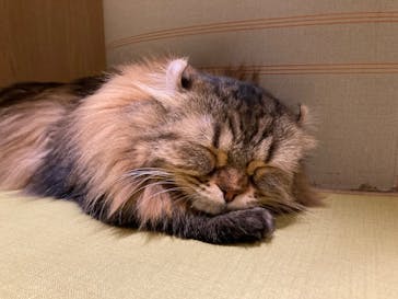 猫カフェモカ　新宿店に投稿された画像（2022/11/20）