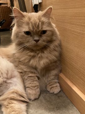 猫カフェモカ　新宿店に投稿された画像（2022/11/20）