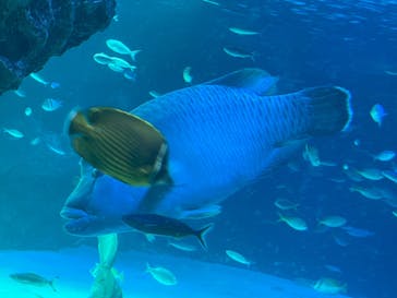 サンシャイン水族館に投稿された画像（2022/11/20）