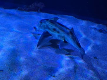 サンシャイン水族館に投稿された画像（2022/11/20）