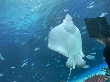 サンシャイン水族館に投稿された画像（2022/11/20）