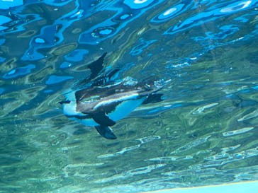 サンシャイン水族館に投稿された画像（2022/11/20）