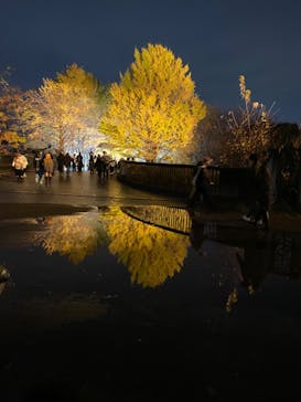 国営昭和記念公園 秋の夜散歩に投稿された画像（2022/11/20）