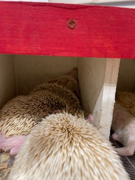 アニタッチみなとみらいに投稿された画像（2022/11/20）