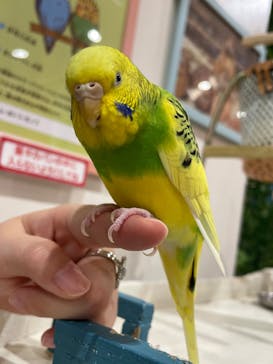 アニタッチみなとみらいに投稿された画像（2022/11/20）