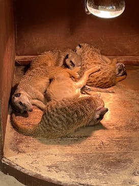 アニタッチみなとみらいに投稿された画像（2022/11/20）