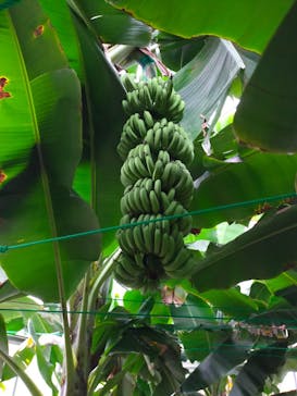 熱川バナナワニ園に投稿された画像（2022/11/20）