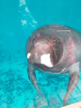 熱川バナナワニ園に投稿された画像（2022/11/20）