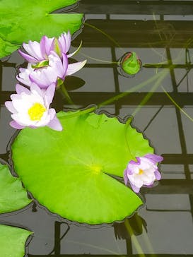 熱川バナナワニ園に投稿された画像（2022/11/20）