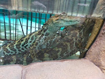 熱川バナナワニ園に投稿された画像（2022/11/20）