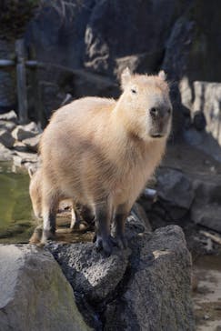 伊豆シャボテン動物公園に投稿された画像（2022/11/20）