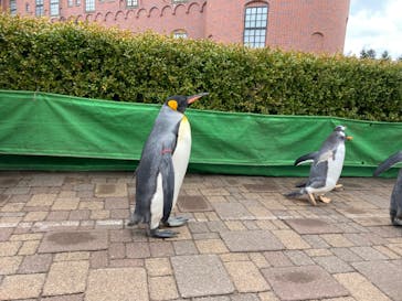 登別マリンパークニクスに投稿された画像（2022/11/20）