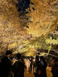 国営昭和記念公園 秋の夜散歩に投稿された画像（2022/11/20）