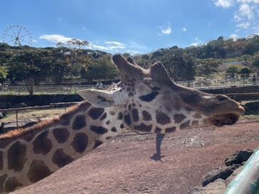 伊豆アニマルキングダムに投稿された画像（2022/11/20）